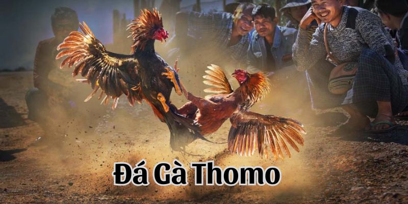 Đá gà Thomo sân đấu đầy kịch tính tại 789win