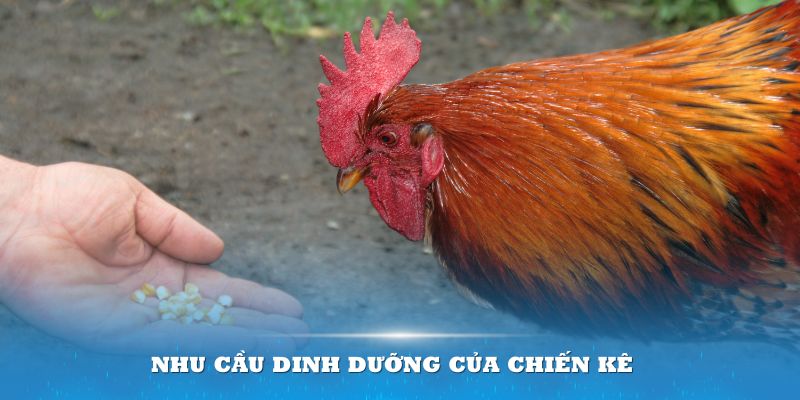 Mỗi giai đoạn trưởng thành của chiến kê sẽ có những nhu cầu dinh dưỡng khác nhau