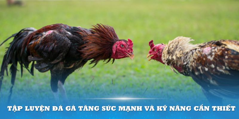 Tập luyện đá gà đề mang về sức mạnh và kỹ năng cần thiết trong chiến đấu