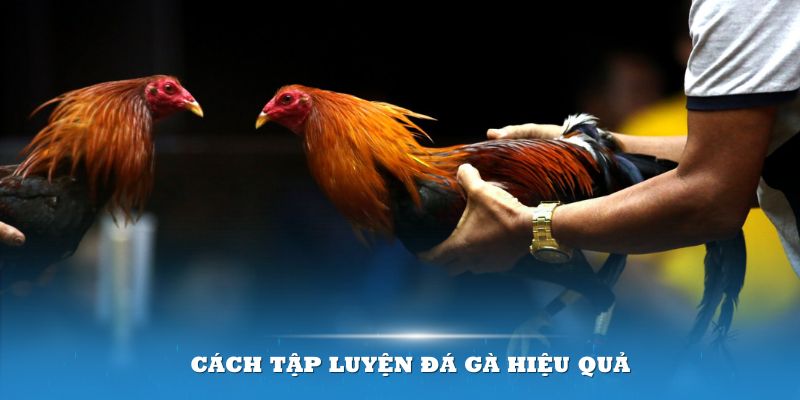 Cách tập luyện gà đá hiệu quả nhất tại 789win